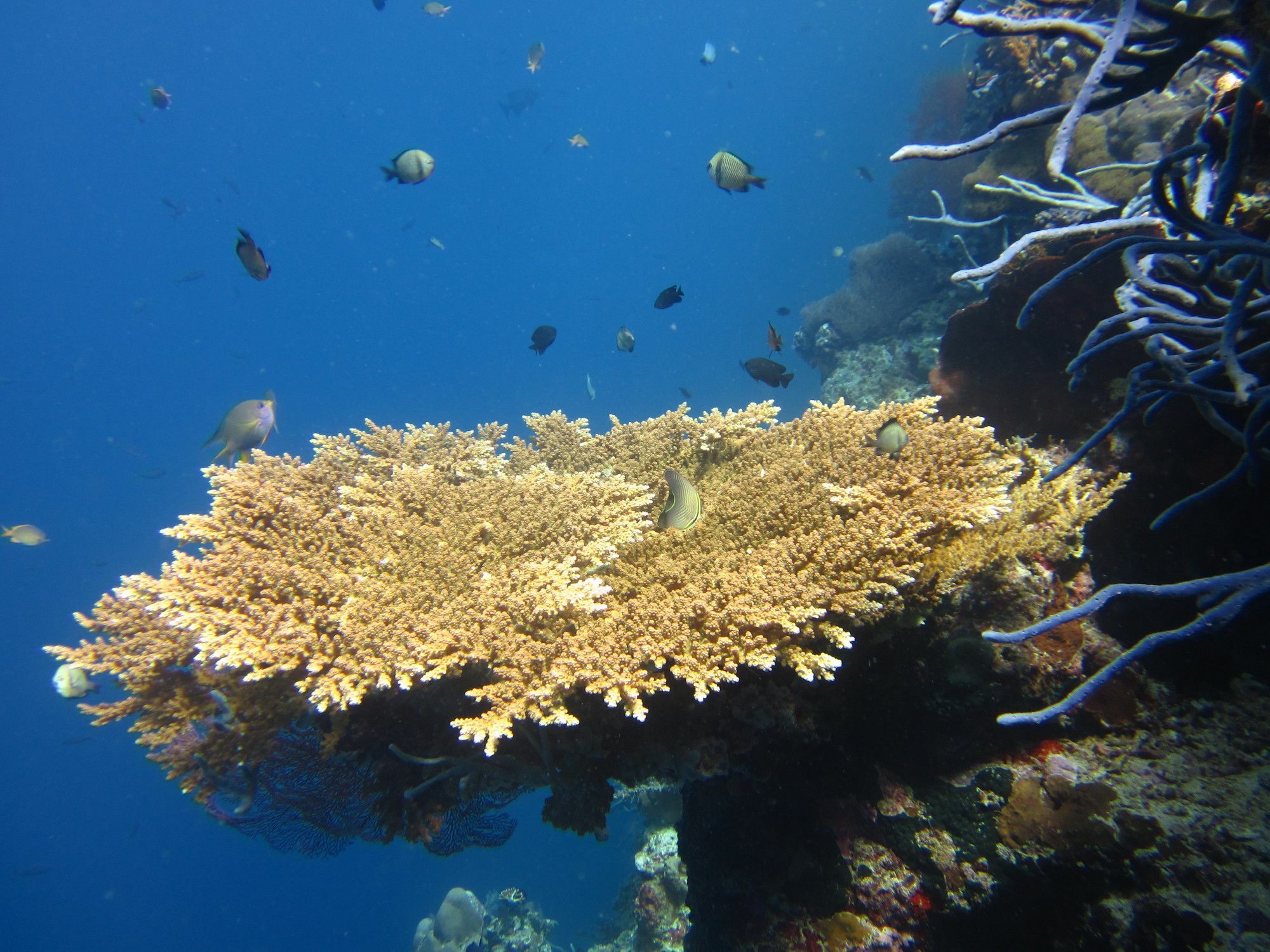 Villa Pelangi Bali Seririt  Εξωτερικό φωτογραφία